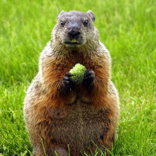 wildlife-id-Woodchuck