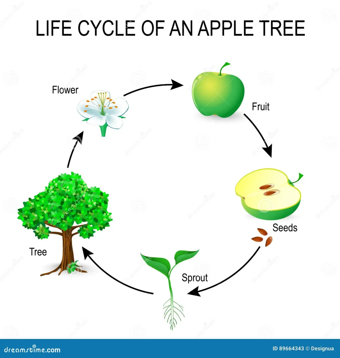life-cycle-apple-tree-flower-seeds-fruit-sprout-seed-most-common-example-germination-seed-89664343.webp