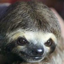 metalgearsloth